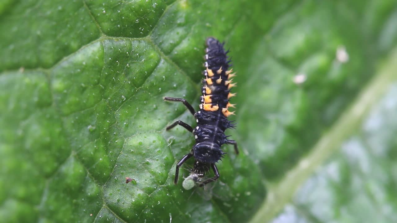 Ladybug Larva on a Green Leaf