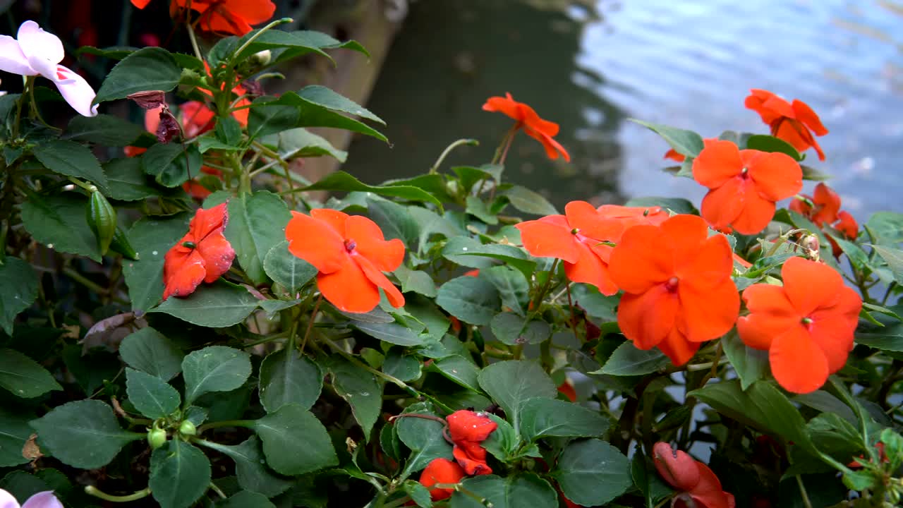 Red hibiscus flowers near water