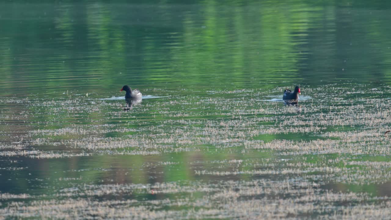 Common moorhen swimming and eating in a swamp
