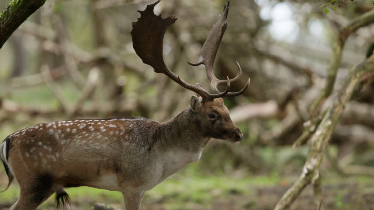 ciervos en barbecho en un bosque