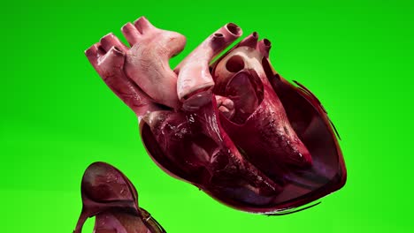 human circulatory system heart beat anatomy animation concept. 3d