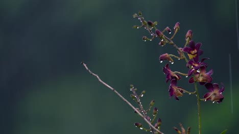 Flor-De-Dendrobium-Reina-Victoria-Bajo-Fuertes-Lluvias-En-El-Jardín,-Mahe-Seychelles-30fps