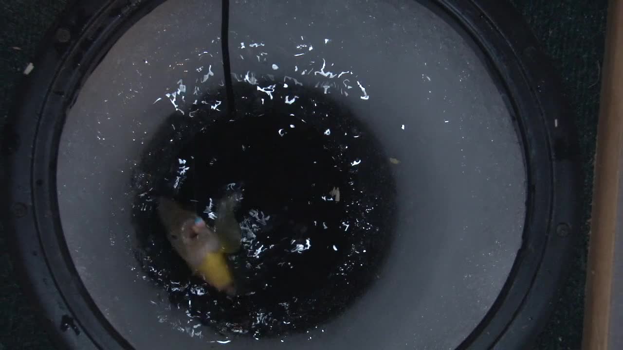 Fish Coming Out Of Ice Hole. - Closeup Shot