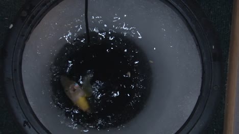 fish coming out of ice hole. - closeup shot