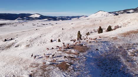 stationary aerial drone shot of a herd of elk on a snow covered hill