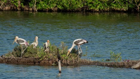 painted stork mycteria leucocephala resting together and a little cormorant microcarbo niger is perched in front of them, thailand