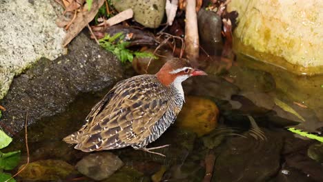 pájaro disfrutando de un baño en un pequeño estanque