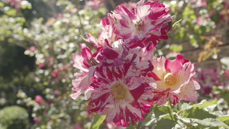 Branch-of-pink-tiger-rose-flowers-waves-on-a-light-breeze