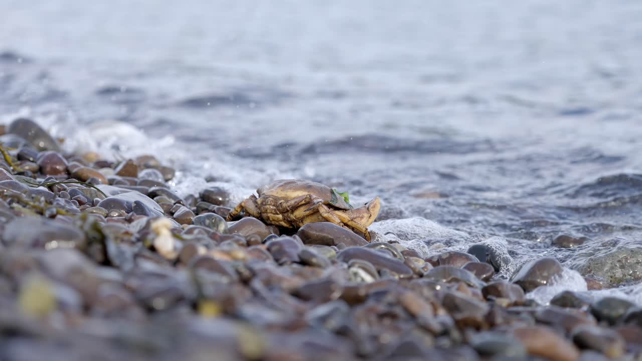 Small wild crab on a wet pebble beach at the edge of the ocean water