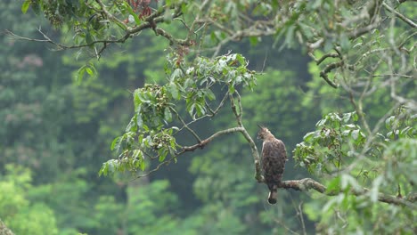 Halcón-De-Java:-águila-Posada-Muy-Bien-En-La-Rama-Con-Un-Hermoso-Entorno