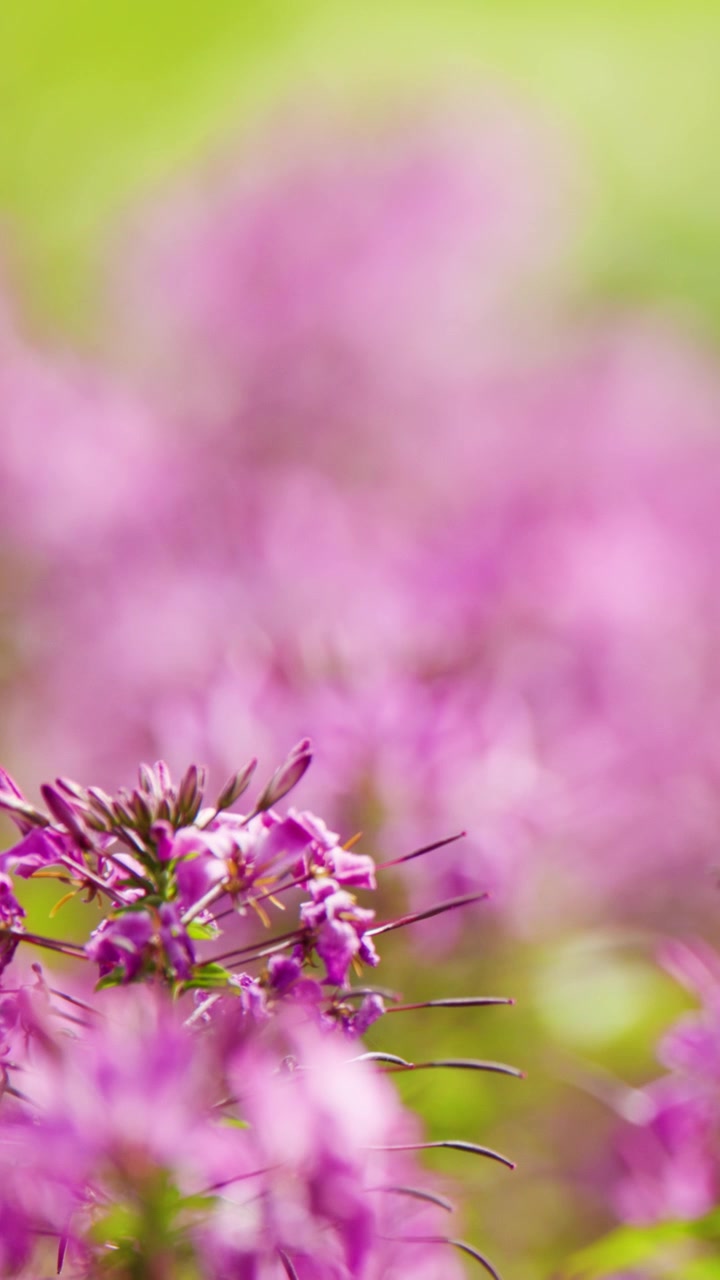 Bunga Cleome hassleriana Merah Muda dengan Fokus Lembut, Tampilan Makro, Gerakan Kamera Lembut, Cahaya Matahari Alami