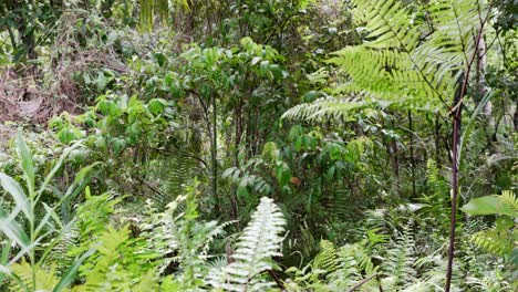 Viento-Que-Sopla-En-El-Denso-Follaje-Del-Bosque-Tropical-En-Filipinas