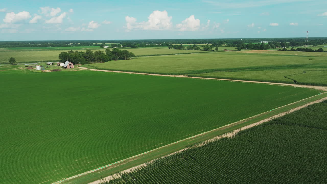 Cornfield aerial drone view, flyover green vast countryside landscape, USA