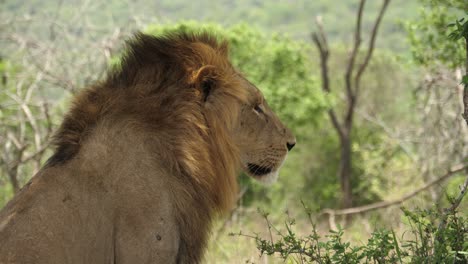 profile of majestic male african lion with black mane, facing right