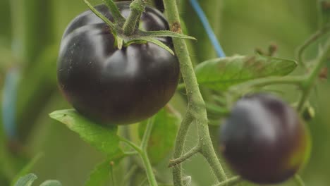 tomates en diferentes colores con diferentes especies-19