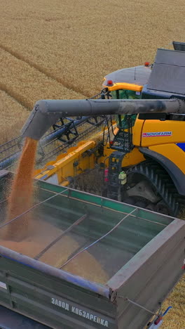 combine unloading wheat into grain truck. harvester machine harvesting wheat crop in countryside field. vertical video