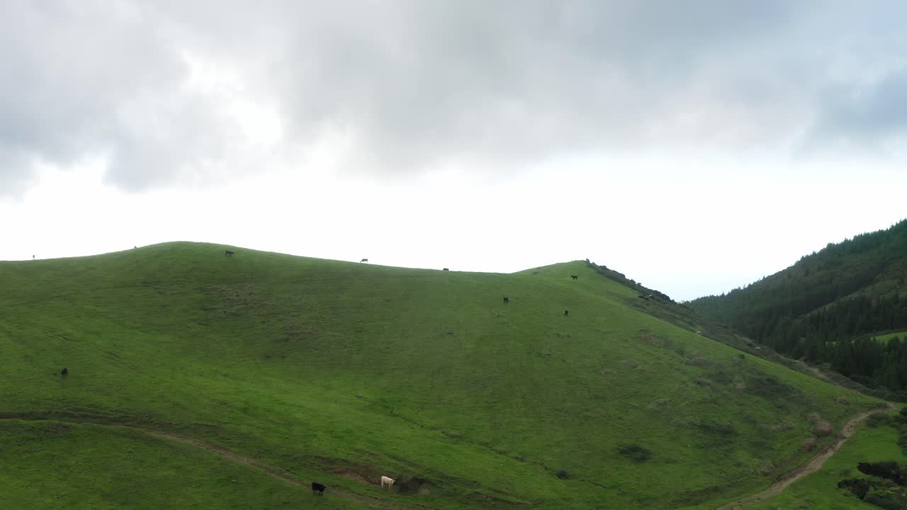 Azores Aerial: Panoramic view Over Cow Pasture on hills of S&atilde;o Miguel