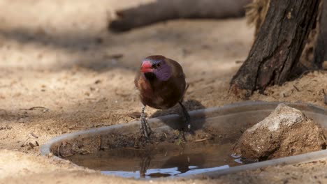 Jugendlicher-Veilchenohr-Wachsschnabel-An-Einer-Kleinen-Plastikwasserstelle-In-Südafrika