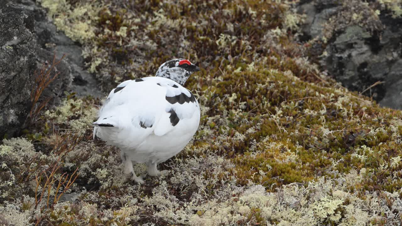 Slow motion closeup of male Rock Ptarmigan turning in alpine terrain in Norway