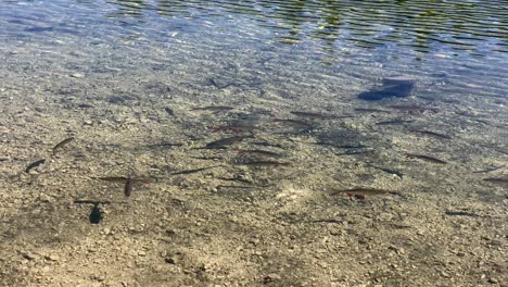 peces char, nadando en la orilla del río del pequeño lago luttensee en baviera en alemania