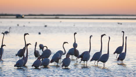 Hermosa-Cámara-Lenta-De-Flamencos-Phoenicopterus-Roseus-En-El-Estanque-De-Barrera.-Francia