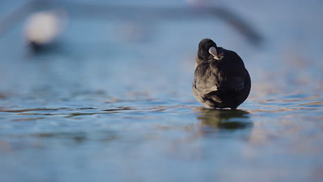 Focha-Euroasiática-Podando-Sus-Plumas-Mientras-Está-De-Pie-En-Aguas-Poco-Profundas