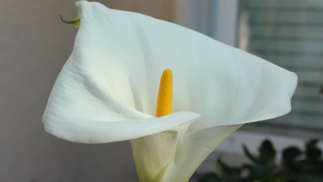 Lirio-De-Cala-Blanco-De-Cerca-Ligera-Brisa-Naturaleza-Fauna-Silvestre-Puesta-De-Sol