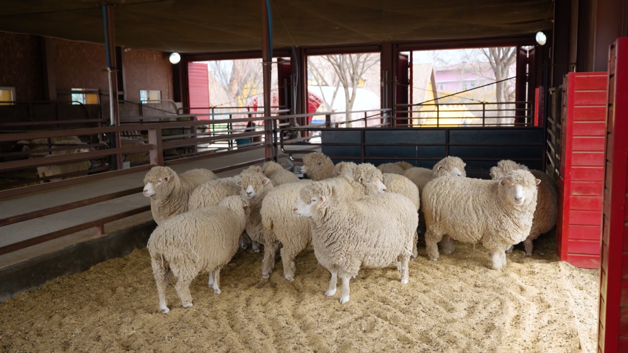 Large flock of thick wool sheep huddling inside spacious barn enclosure with wood shaving bedding