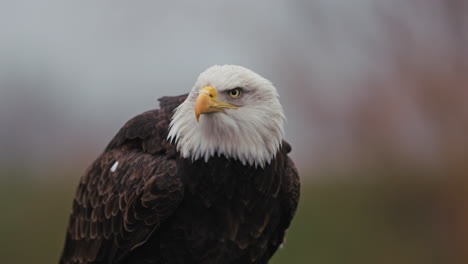 bald eagle portrait