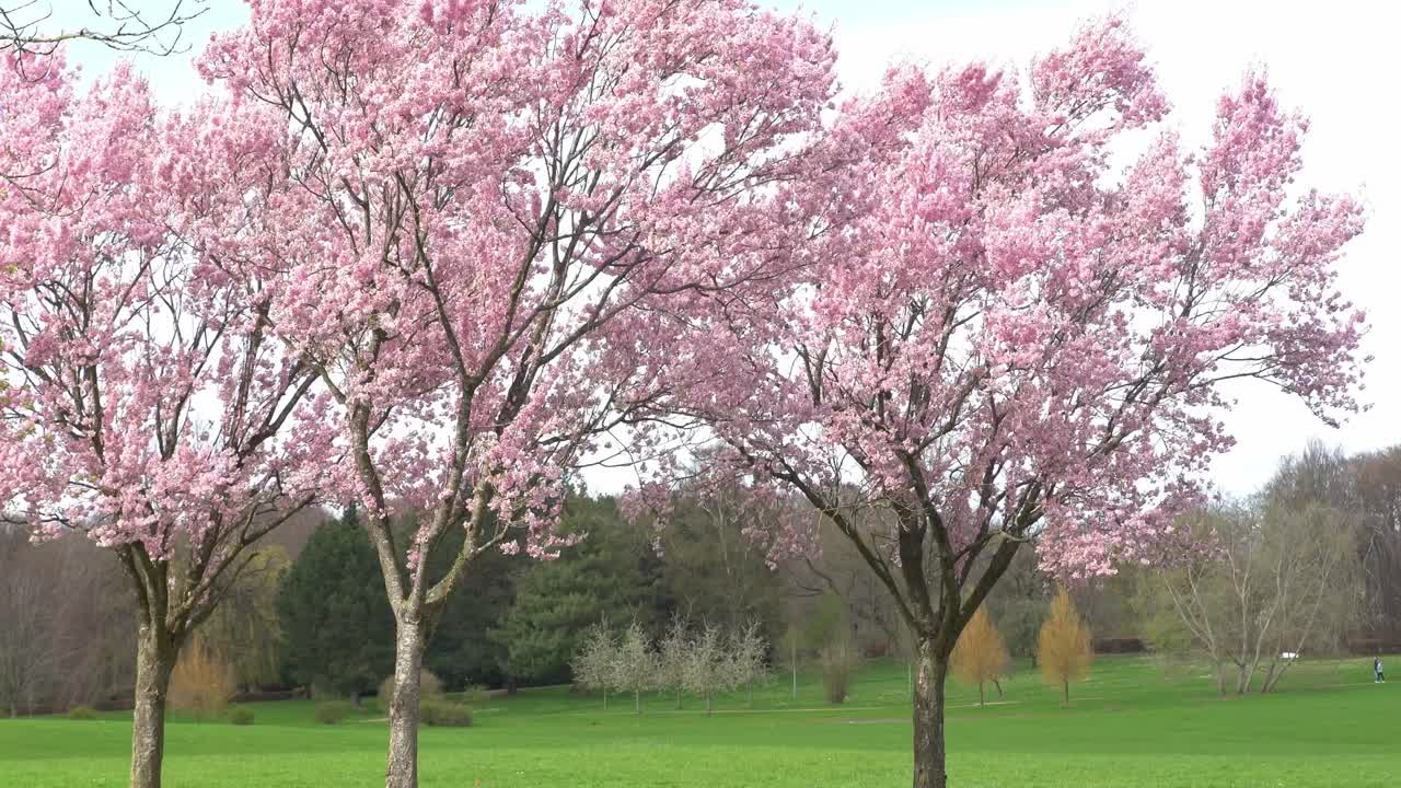 Fully blossomed sakura trees at an urban park