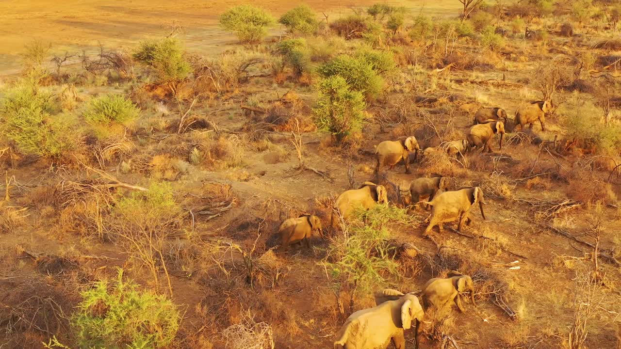 antena de drones sobre una enorme manada familiar de elefantes africanos moviéndose a través del monte y la sabana de áfrica parque erindi namibia