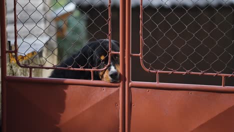 el triste perro de montaña bernese se sienta detrás de la valla metálica
