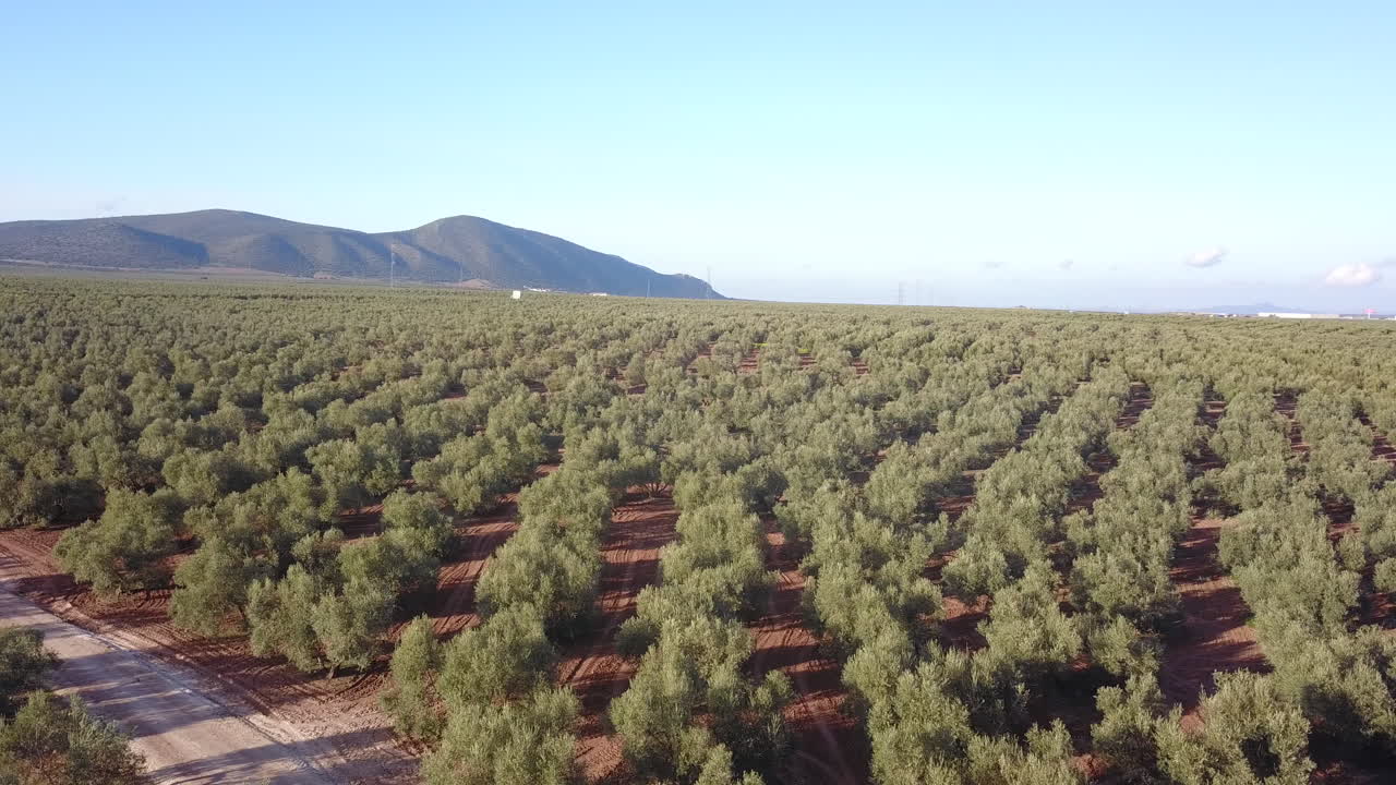 Olive trees with olives, aerial view. Andalusia, Spain