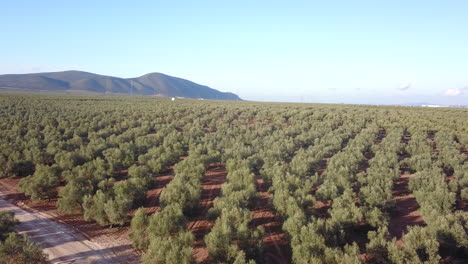 olive trees with olives, aerial view. andalusia, spain