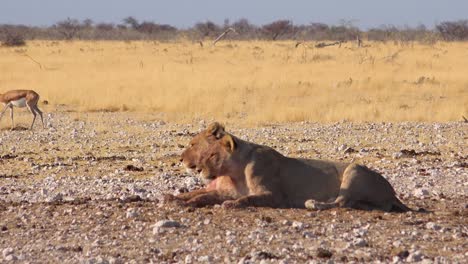 Two-female-lions-sit-on-the-savannah-in-Africa-contemplating-their-next-meal-as-springbok-antelope-walk-by-in-distance