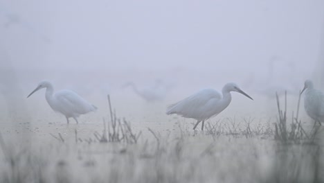 flock of great egrets in misty morning