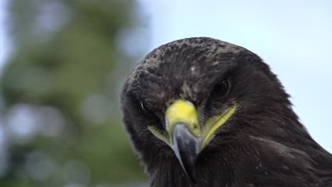 eagle, hawk close up with a honorable face of american flag