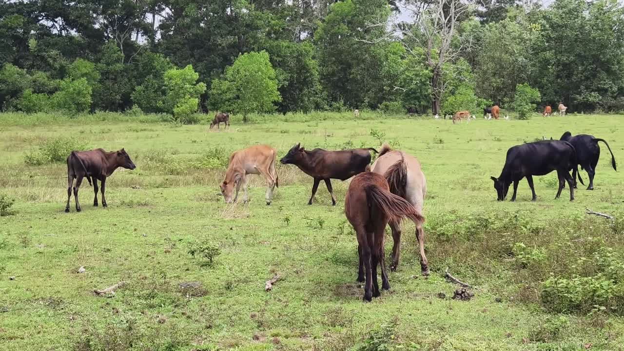 ganado vacuno y caballos pastando en un campo
