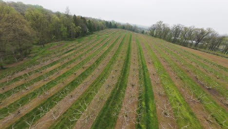 peach orchard cultivation on field in countryside of american town during cloudy day in dawn