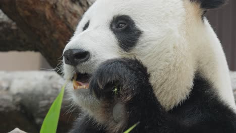 Giant-panda-(Ailuropoda-melanoleuca)-also-known-as-the-panda-bear-or-simply-the-panda,-is-a-bear-native-to-south-central-China.