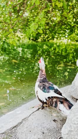 muscovy duck standing by a pond