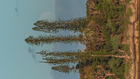 la luna se eleva sobre los pinos columnares en la isla de los pinos - el lapso de tiempo se inclina hacia arriba en orientación vertical