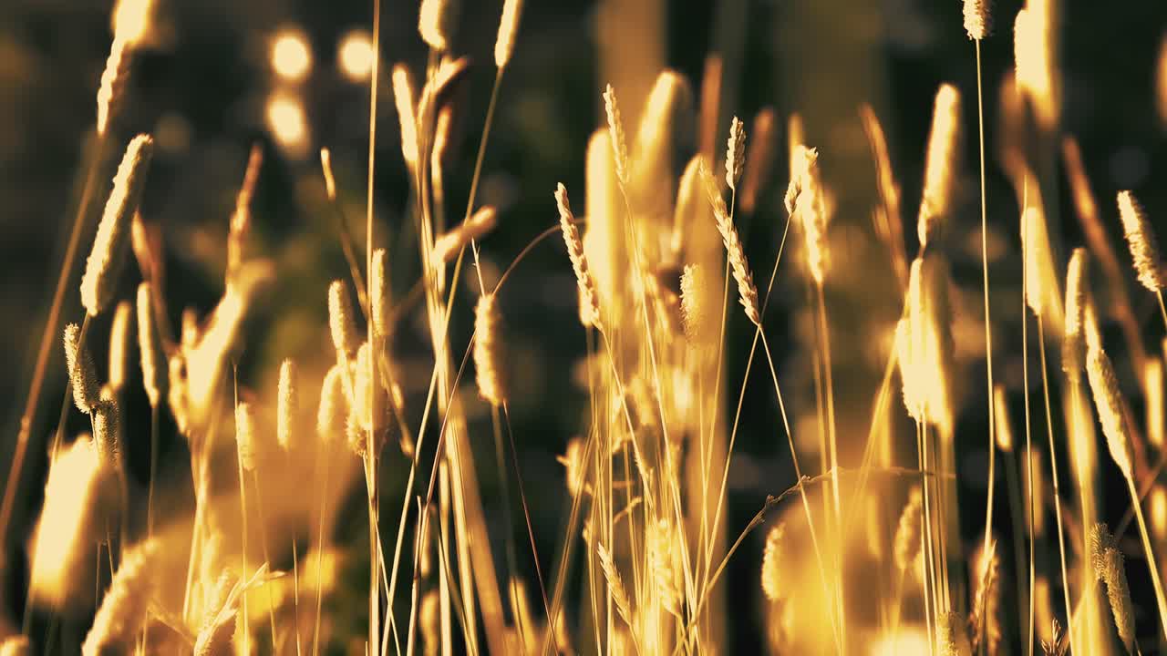 Sunset Blooming Blowing Flowers ,Dark blurry background key light Highlighting the flowers