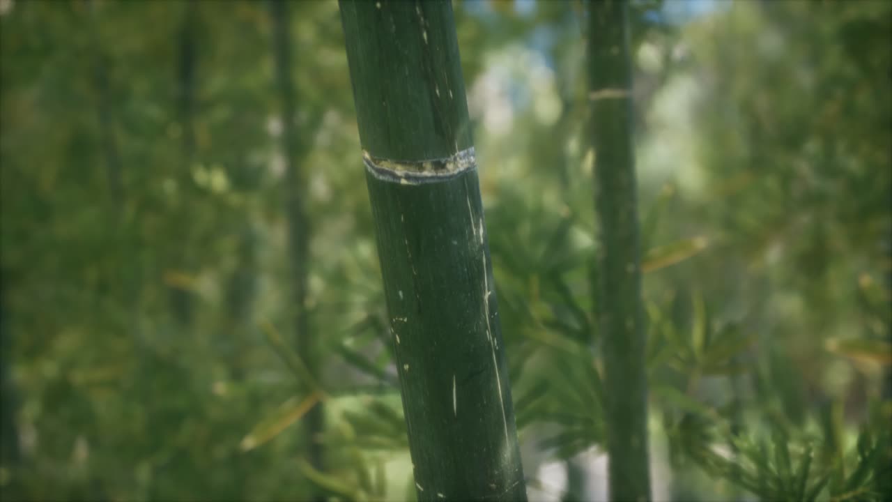 fondo de bosque de árboles de bambú verdes