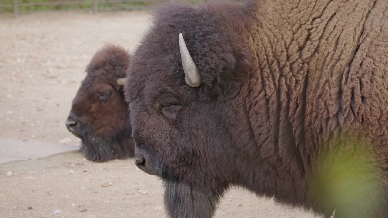 Due bisonti americani che riposano su terreno sabbioso
