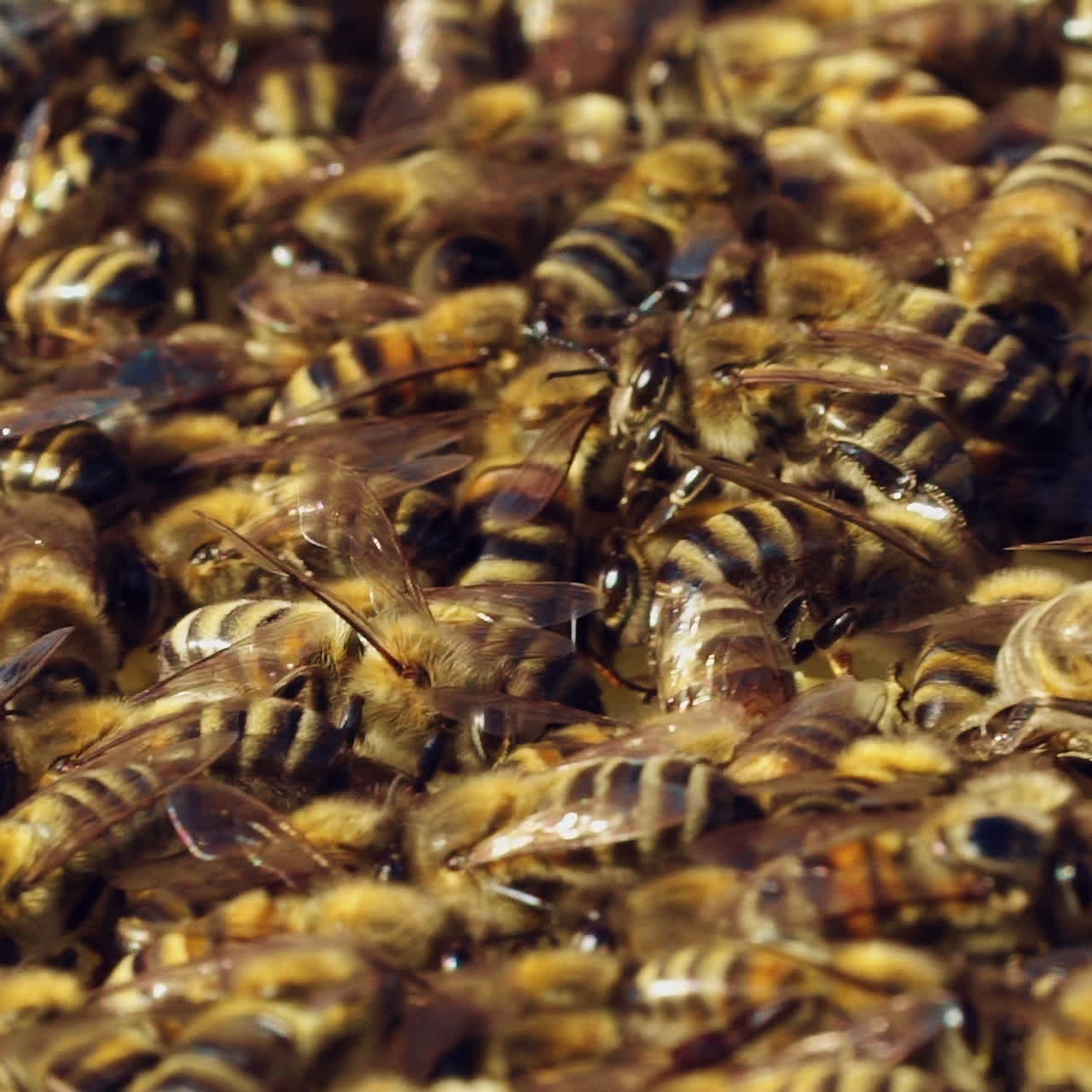 Many bees crawling close to each other on beehive frame outdoors. Slow motion of honey bees fluttering their wings and working together in summer. Close-up