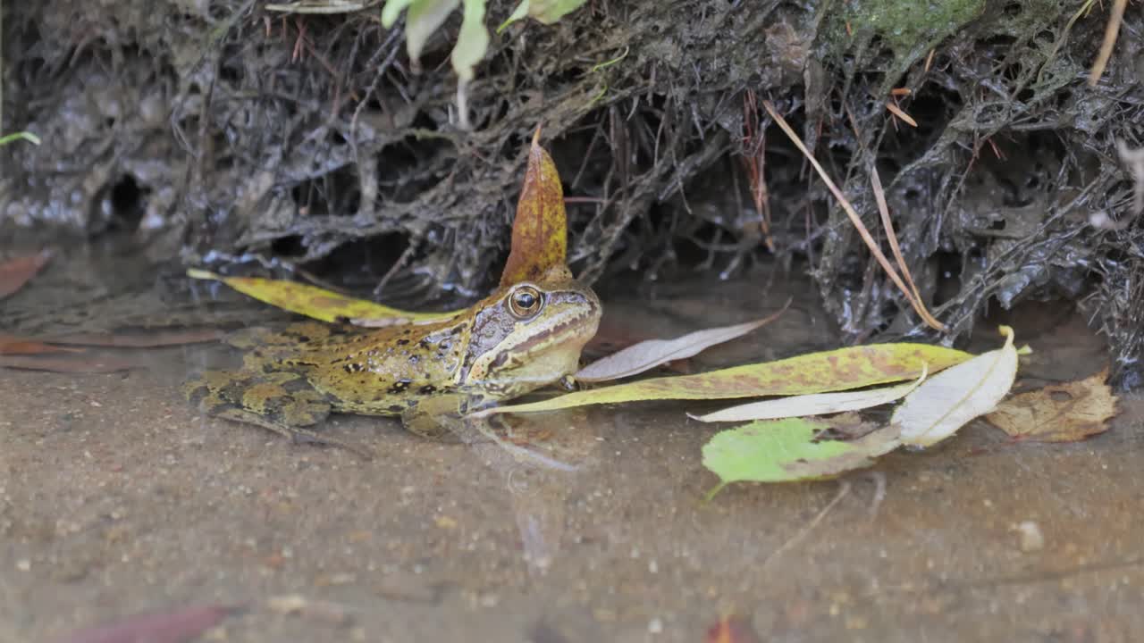 Common Frog in shallow water. Rana temporaria temporaria is a largely terrestrial frog native to Europe.