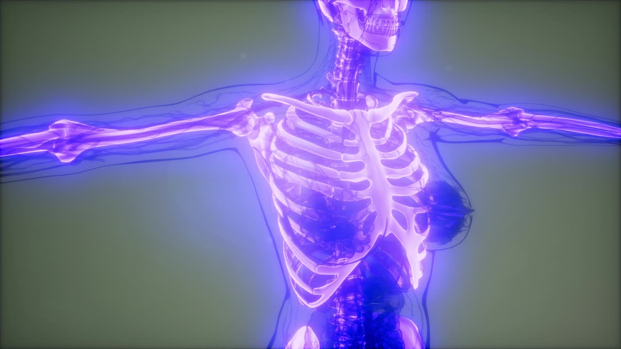 Transparent Human Body with Visible Bones