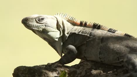 Iguana-02