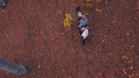 Drone-shot-of-a-person-riding-a-black-and-white-stallion-in-a-forest